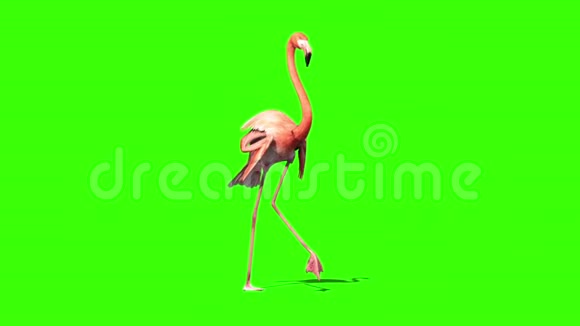 粉红火烈鸟Walks透视绿色屏幕视频的预览图
