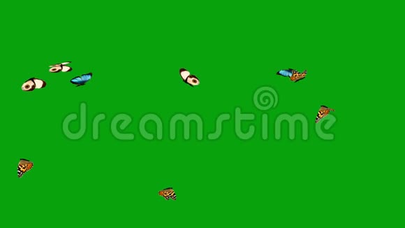飞蝶绿屏背景视频的预览图