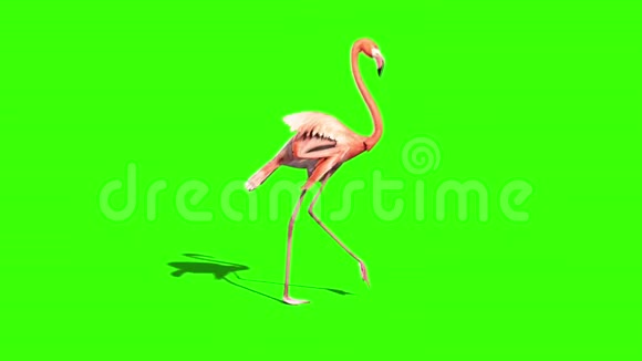 粉红火烈鸟腰绿色屏幕视频的预览图