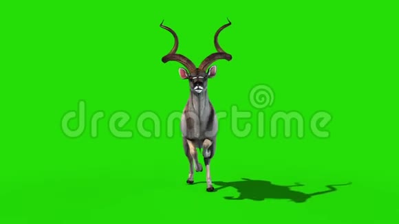 库杜非洲羚羊快速截流前绿色屏幕3D渲染动画视频的预览图