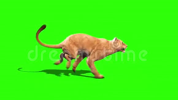 狮子轮边绿屏动物三维渲染动画视频的预览图