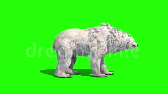极地熊翼侧绿幕3D渲染动画视频的预览图