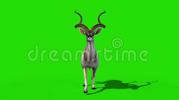 Kudu非洲羚羊走行前绿色屏幕3D渲染动画视频的预览图