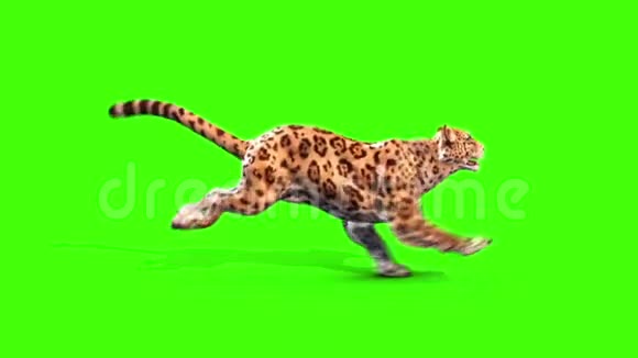 捷豹飞线侧绿色屏幕动物3D渲染动画视频的预览图