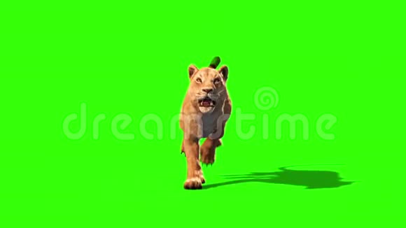 狮子轮前绿色屏幕动物3D渲染动画视频的预览图