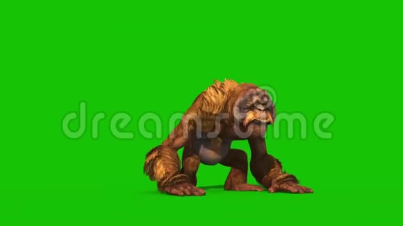 OrangutansDies正面绿色屏幕猴子动物3D渲染动画视频的预览图
