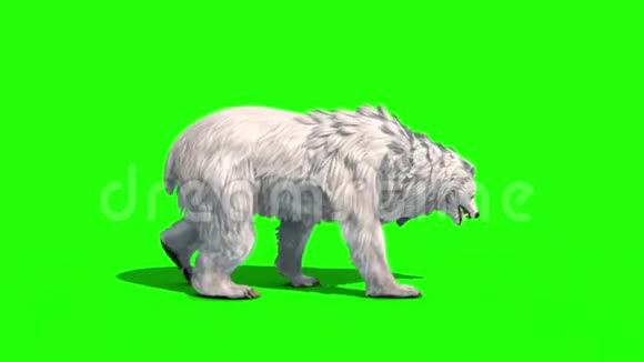 极地熊步行式绿色屏幕3D渲染动画视频的预览图