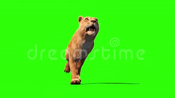 狮子座环保屏幕动物三维渲染动画视频的预览图