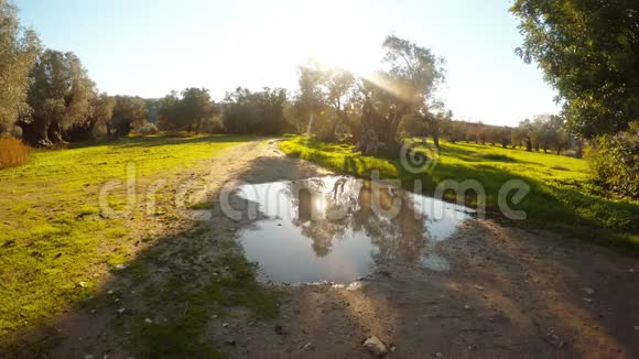 阳光反射在一个古老的橄榄园中央的水坑里在一条靠近绿草的土路上冬天的地中海视频的预览图