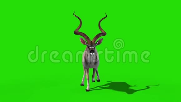 库杜非洲羚羊前轮绿幕3D渲染动画视频的预览图