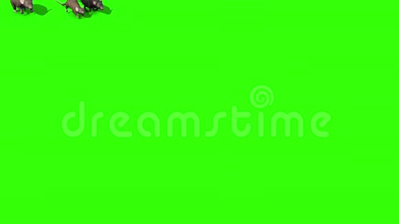 入侵老鼠老鼠嗅嗅鼠标绿色屏幕三维渲染动画视频的预览图