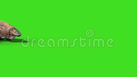 科莫德龙科莫德龙蜥蜴蜥蜴绿色屏幕动画3D视频的预览图