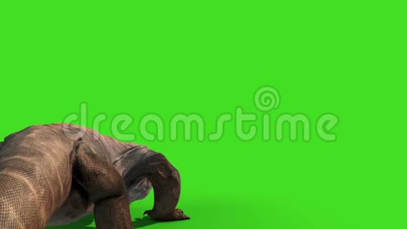 科莫多龙科莫多龙蜥蜴攻击背绿色屏幕动画3D视频的预览图