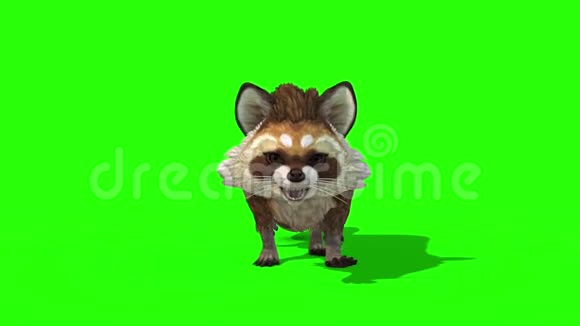 浣熊动物行走循环前绿色屏幕3D渲染动画视频的预览图