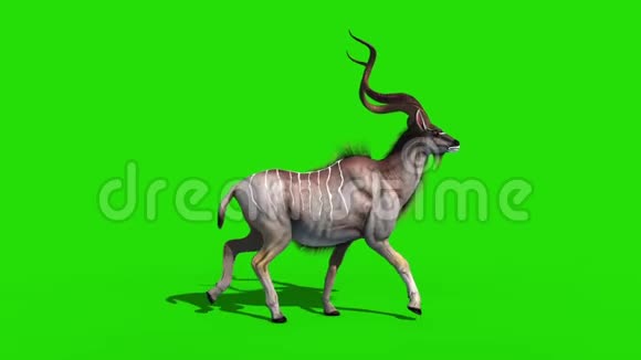 Kudu非洲羚羊行走周期绿色屏幕3D渲染动画视频的预览图