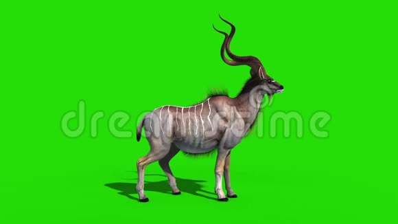 库杜非洲羚羊绿屏3D渲染动画视频的预览图