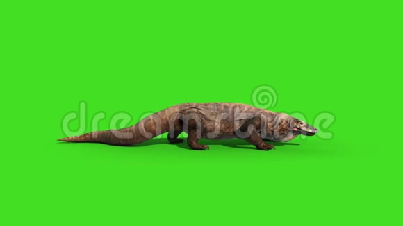 科莫多龙科莫多龙蜥蜴攻击绿色屏幕动画3D视频的预览图