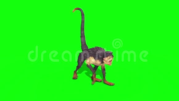 猴子漫步绿色屏幕3D渲染动画视频的预览图