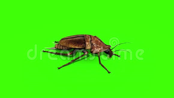 蟑螂昆虫绿色屏幕三维渲染动画视频的预览图