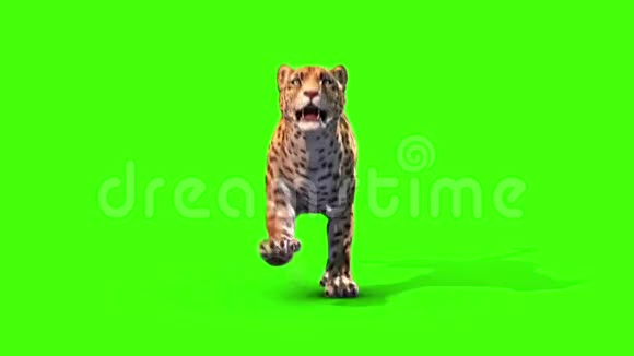 捷豹猫轮前绿色屏幕动物3D渲染动画视频的预览图