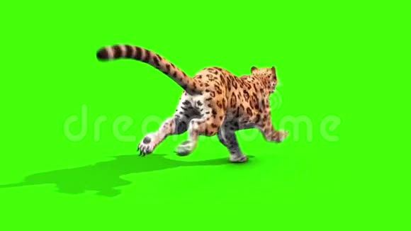 捷豹猫狗轮回绿色屏幕动物3D渲染动画视频的预览图
