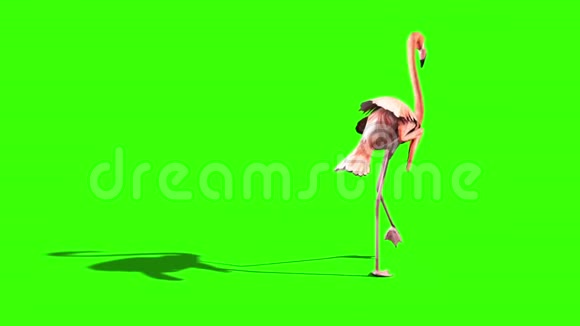 粉红火烈鸟走回绿色屏幕视频的预览图
