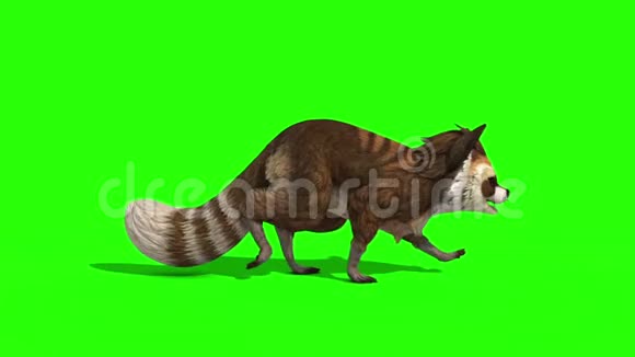 浣熊动物行走循环侧绿色屏幕3D渲染动画视频的预览图