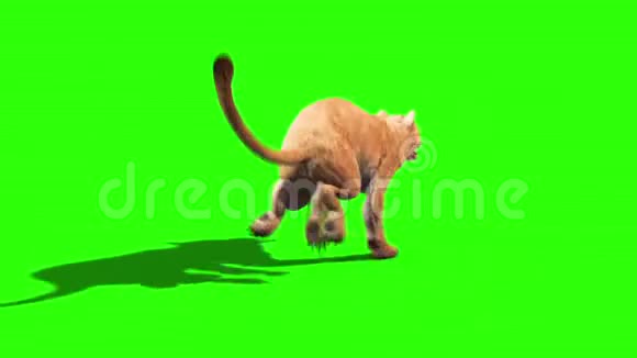 狮子座回收绿屏动物三维渲染动画视频的预览图