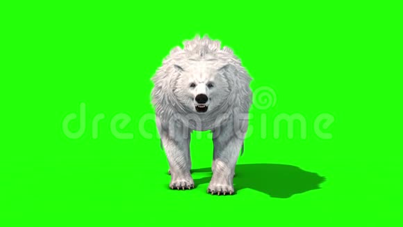 极地熊翼前绿幕3D渲染动画视频的预览图
