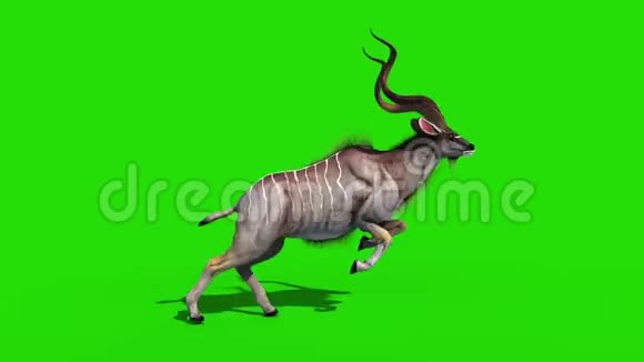 库杜非洲羚羊快速截流绿色屏幕3D渲染动画视频的预览图