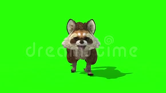 浣熊动物循环前绿色屏幕3D渲染动画视频的预览图