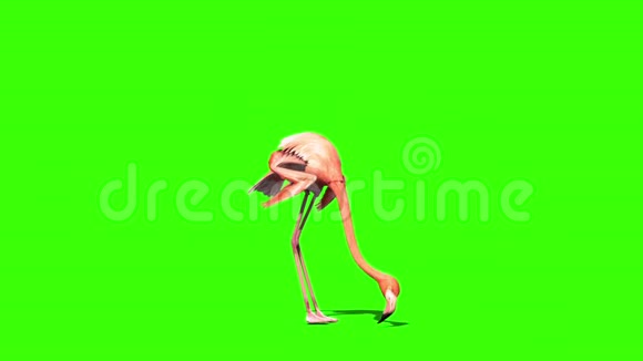 粉红火烈鸟衣透视绿色屏幕视频的预览图