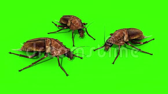 团体蟑螂昆虫绿色屏幕三维渲染动画视频的预览图