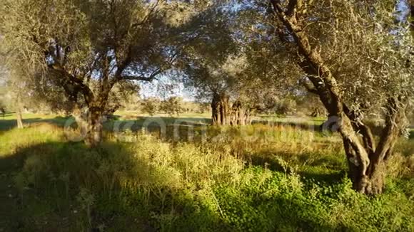 冬天的橄榄园阳光下在地中海地区的绿草中视频的预览图
