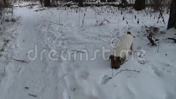 找狗杰克罗素猎犬狩猎玩狗游戏有趣的宠物猎狗视频的预览图