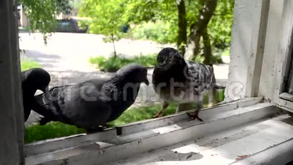窗台上的鸽子大战打鸽子视频的预览图