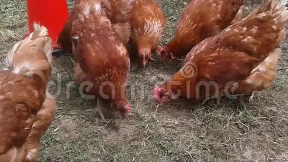 特写群鸡吃的食物视频的预览图