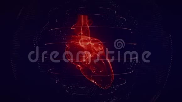 解剖校正的红色数字心脏无缝环与心脏扫描视频的预览图