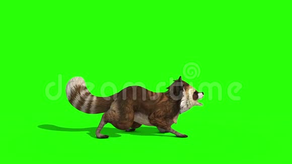 浣熊动物攻击模具侧绿色屏幕3D渲染动画视频的预览图