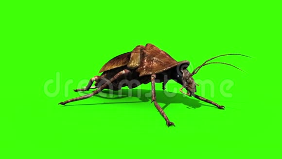 蟑螂蜜蜂昆虫特写绿屏3D渲染动画视频的预览图