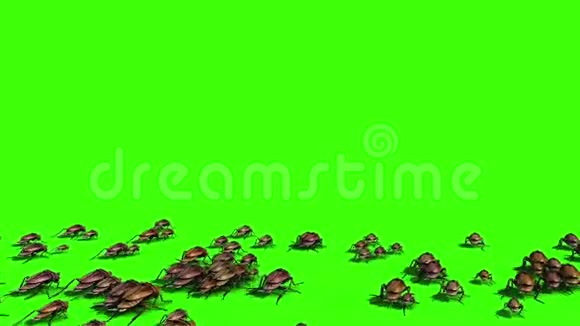 蟑螂入侵蜜蜂昆虫绿色屏幕背面三维渲染动画视频的预览图