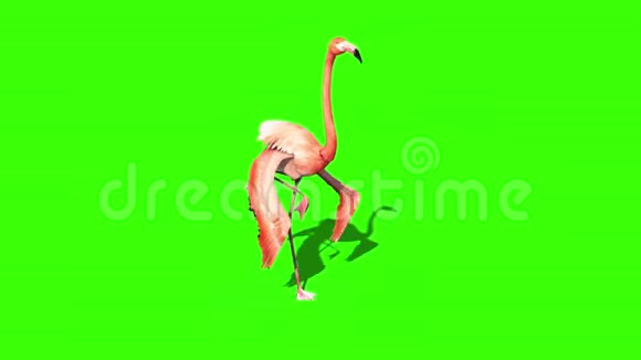 粉红火烈鸟复绿屏视频的预览图