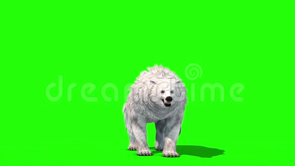 极地熊轮前绿幕3D渲染动画视频的预览图