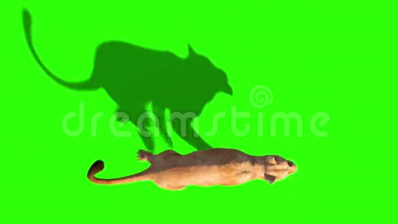 狮子轮顶级绿色屏幕动物3D渲染动画视频的预览图