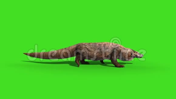 科莫多龙科莫多龙蜥蜴蜥蜴步行环侧绿色屏幕动画3D视频的预览图