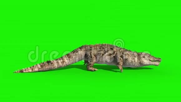 鳄鱼循环侧绿屏3D渲染动画视频的预览图