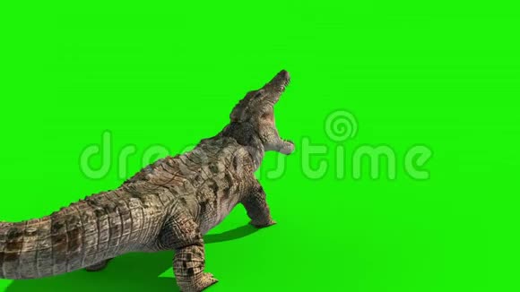 鳄鱼攻击环回绿屏3D渲染动画视频的预览图