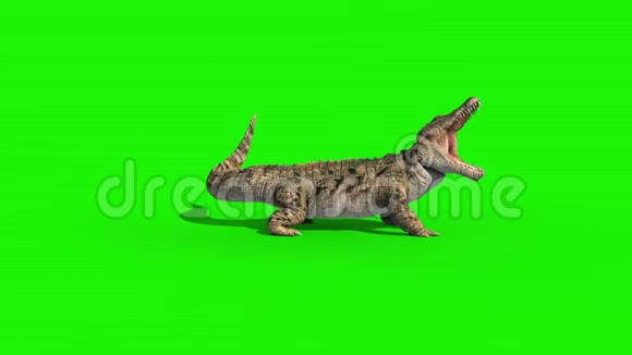 鳄鱼攻击环侧绿幕三维渲染动画视频的预览图