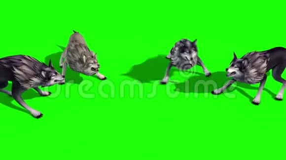 狼群攻击顶级3D渲染绿色屏幕动物视频的预览图