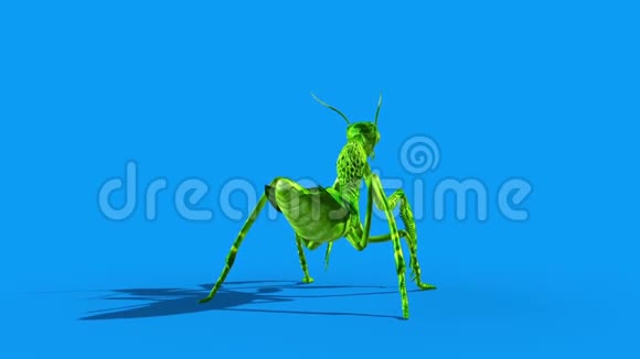 昆虫螳螂Dies后蓝屏3D渲染动画视频的预览图
